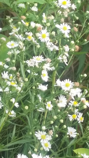 Park «Smith Park», reviews and photos, 8155 Park Ave S, Bloomington, MN 55420, USA