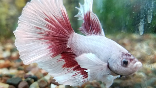 Tropical Fish Store «Aquatic Dog», reviews and photos, 7429 E Iliff Ave, Denver, CO 80231, USA