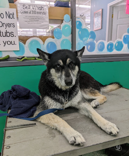 Pet Supply Store «Pet Source», reviews and photos, 1927 Spartanburg Hwy, Hendersonville, NC 28792, USA