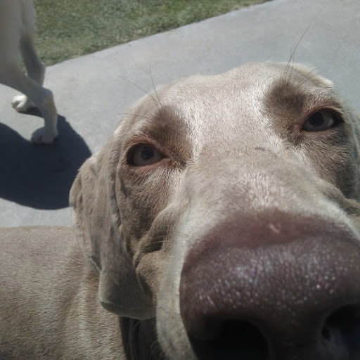 Pet Supply Store «Centinela Feed & Pet Supplies», reviews and photos, 4700 Pacific Coast Hwy, Long Beach, CA 90804, USA