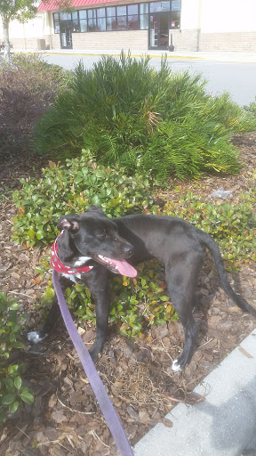Pet Supply Store «Pet Supplies Plus», reviews and photos, 21703 Village Lakes Shopping Center Dr, Land O Lakes, FL 34639, USA