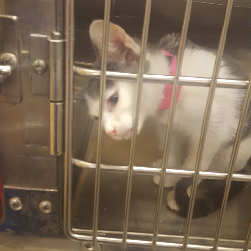 Pet Supply Store «PetSmart», reviews and photos, 6005 Oxon Hill Rd, Oxon Hill, MD 20745, USA