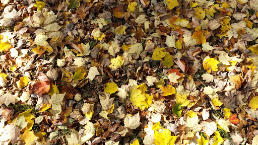 Nature Preserve «Beechwood Farms Nature Reserve», reviews and photos, 614 Dorseyville Rd, Pittsburgh, PA 15238, USA