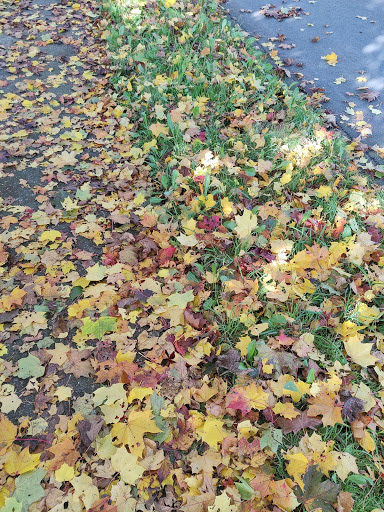 Park «132nd Square Park», reviews and photos, 13159 132nd Ave NE, Kirkland, WA 98034, USA