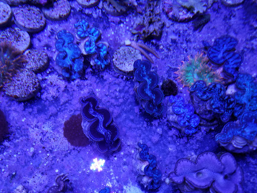 Pet Store «Sea King Aquariums», reviews and photos, 12005 NE 12th St #29, Bellevue, WA 98005, USA