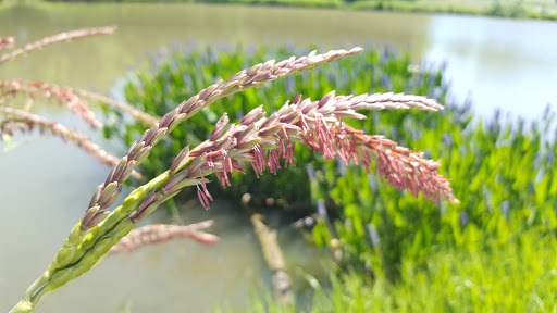 Park «Hoblitzelle Park», reviews and photos, 7500 Red River Dr, Plano, TX 75025, USA