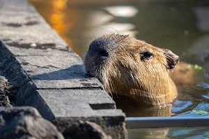 Capybara and Wallaby Park image