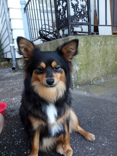 Pet Supply Store «Pet Supplies Plus», reviews and photos, 4824 Broadway St, Quincy, IL 62305, USA