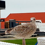 Photo n°6 de l'avis de Günter.c fait le 12/10/2023 à 21:30 sur le  Dalli Dalli Imbiss à Büsum