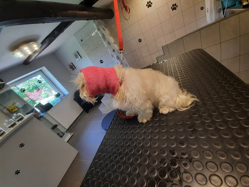 Hundefriseur Zotteltier unter Bad Essen, 