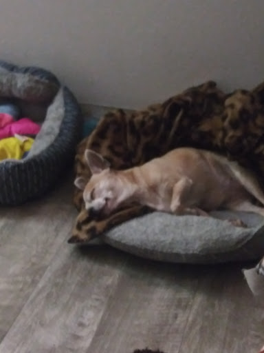 Pet Supply Store «Petco Animal Supplies», reviews and photos, 11147 Park Blvd N, Seminole, FL 33772, USA