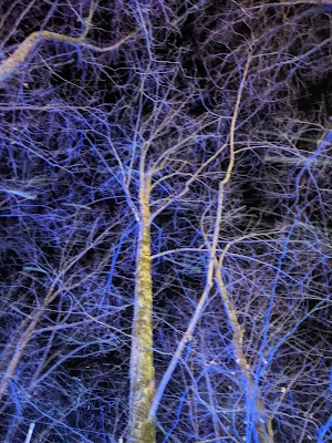 Explore Park - photo 98