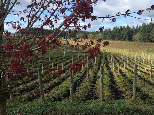 Winery «Trisaetum Winery», reviews and photos, 18401 NE Ribbon Ridge Rd, Newberg, OR 97132, USA