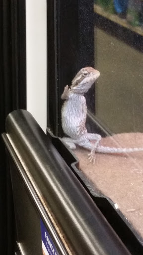 Pet Supply Store «PetSmart», reviews and photos, 139 Rolling Hills Cir, Easley, SC 29640, USA