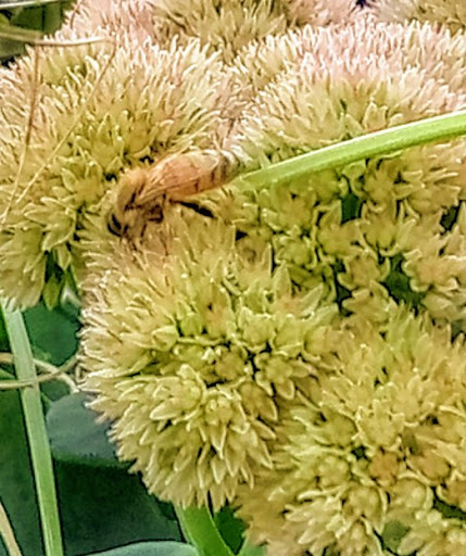 Restaurant «The Cheesecake Factory», reviews and photos, 5799 N Bayshore Dr, Glendale, WI 53217, USA