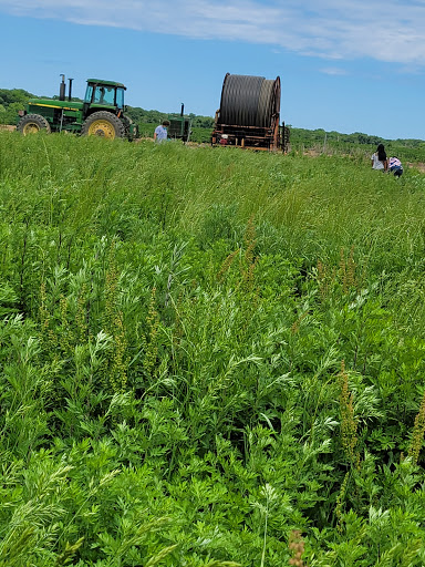 Farm «Lewin Farms», reviews and photos, 812 Sound Ave, Calverton, NY 11933, USA