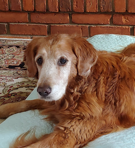 Oakland Animal Hospital veterinary clinic