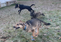 Pup Paradise - Photo 3 - Car repair in Bethel, CT, Danbury