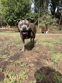 Trailing Tails - Photo 4 - Car repair in San Francisco, CA, San Francisco