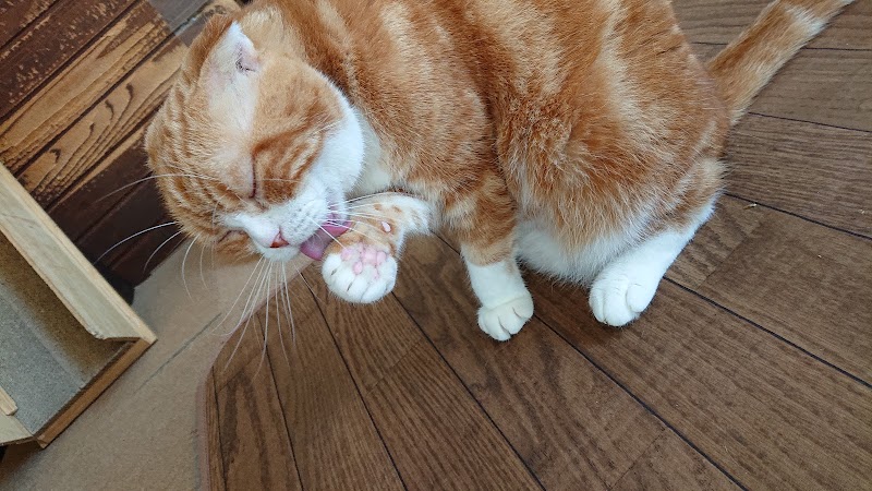 猫カフェ 茶々丸 茨城県水戸市柵町 カフェ 喫茶 カフェ グルコミ