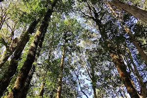 Lahuen Ñadi Natural Monument image