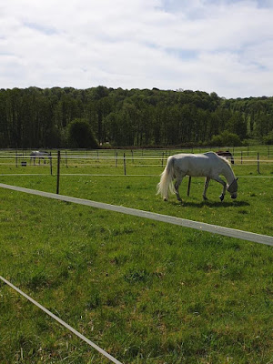 Haras de l’Oison à La Saussaye