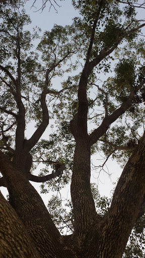 Park «Veterans Park», reviews and photos, 4554 Avenida Granada, Cypress, CA 90630, USA