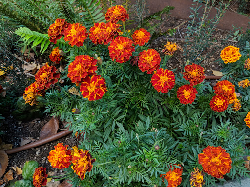 Auditorium «Keller Auditorium», reviews and photos, 222 SW Clay St, Portland, OR 97201, USA