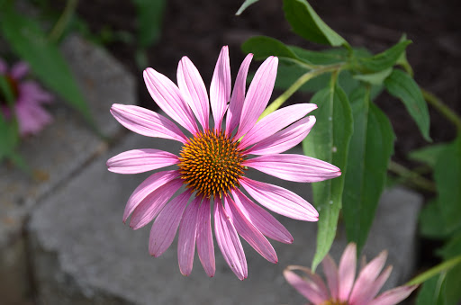 Florist «A Petal For Your Thoughts Florist», reviews and photos, 3308 Kedron Rd, Spring Hill, TN 37174, USA