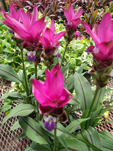 Landscape Designer «Santa Barbara Nursery», reviews and photos, 20425 SW 177th Ave, Miami, FL 33187, USA