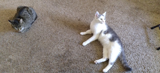 Pet Supply Store «Petco Animal Supplies», reviews and photos, 226 Thornton Drive, Dickson, TN 37055, USA