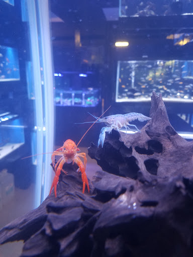Tropical Fish Store «Aquatic Kingdom Aquariums», reviews and photos, 18757 E Hampden Ave #160, Aurora, CO 80013, USA