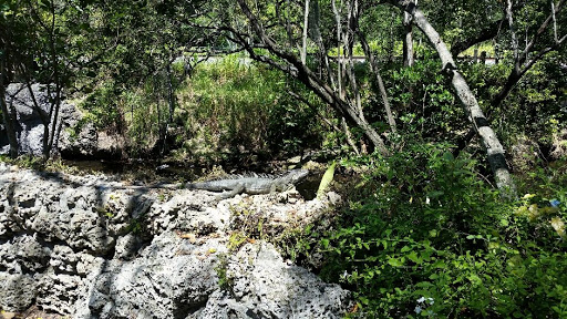 Park «Arch Creek Park», reviews and photos, 1855 NE 135th St, North Miami, FL 33181, USA