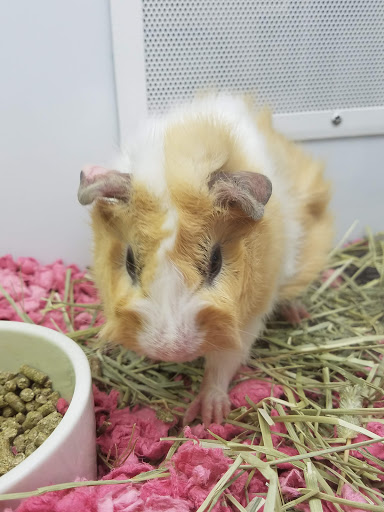 Pet Supply Store «Petco Animal Supplies», reviews and photos, 2277 Ford Pkwy, St Paul, MN 55116, USA