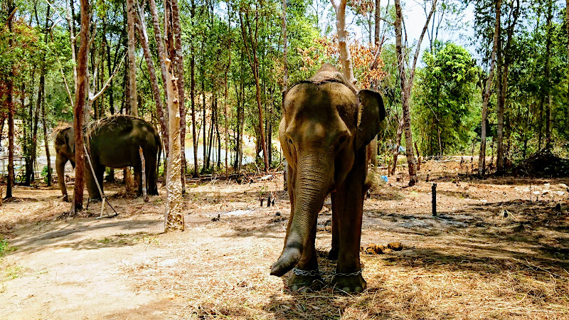 SAFARI LAGOI BINTAN a.k.a TAMAN SAFARI LAGOI BINTAN