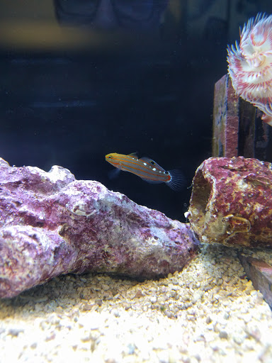 Pet Supply Store «AGE OF AQUARIUMS», reviews and photos, 2642 Cherry Ave, Signal Hill, CA 90755, USA