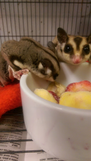 Pet Store «Animal Ark», reviews and photos, 2730 Brookdale Dr, Kingwood, TX 77339, USA