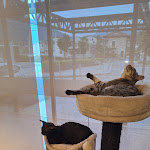 Photo n°1 de l'avis de Alessandro.i fait le 14/05/2024 à 10:37 sur le  Dr. Cat - Pet Lounge Bistrot à Brescia