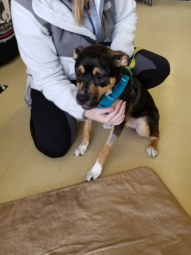 Pet Supply Store «Petco Animal Supplies», reviews and photos, 8404 Eager Rd b, Brentwood, MO 63144, USA