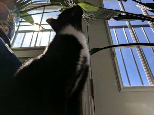 Pet Supply Store «Pet Supplies Plus», reviews and photos, 105 E Ogden Ave, Westmont, IL 60559, USA