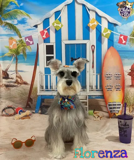 Logo da empresa - Clube dos Pets