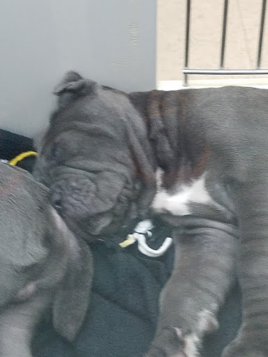 Pet Store «Petland», reviews and photos, 2123 Old Hudson Rd, St Paul, MN 55119, USA