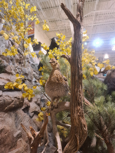 Outdoor Sports Store «Field & Stream», reviews and photos, 3851 Chapel Ln, Hoover, AL 35244, USA