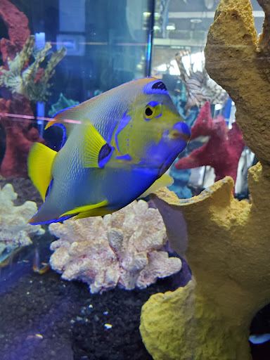 Aquarium «Old Orchard Aquarium», reviews and photos, 9235 Skokie Blvd, Skokie, IL 60077, USA