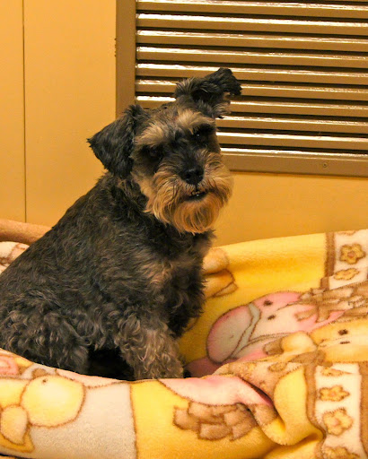 Pet Boarding Service «About Pets Center», reviews and photos, 1604 Conehurst Blvd, Salem, VA 24153, USA