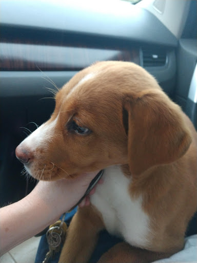 Pet Supply Store «PetSmart», reviews and photos, 1040 Cross Creek Dr, Saltillo, MS 38866, USA