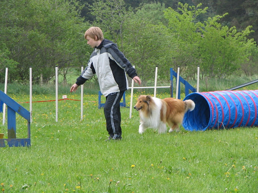 Hundetræning på Thyholm in Thyholm, Struer