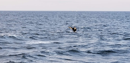 Cruise Agency «Capt. Bill & Sons Whale Watch», reviews and photos, 24 Harbor Loop, Gloucester, MA 01930, USA