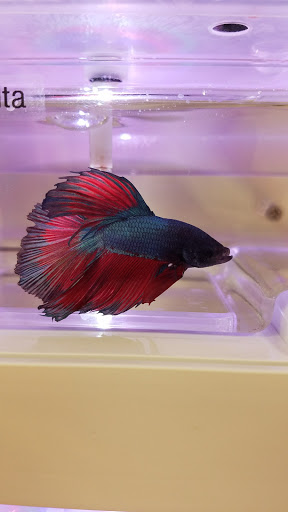 Pet Supply Store «Pet Supermarket», reviews and photos, 11160 Panama City Beach Pkwy #402, Panama City Beach, FL 32407, USA