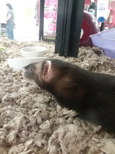 Pet Supply Store «Petco Animal Supplies», reviews and photos, 2520 E 3rd St, Bloomington, IN 47401, USA